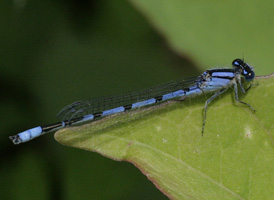 Familiar Bluet